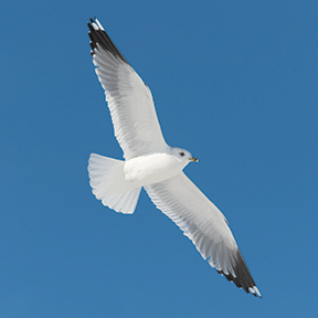 Seagull soaring in a clear blue sky, showcasing its wingspan in flight.