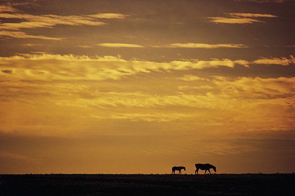 Silhouette of two horses walking under a golden sunset sky.