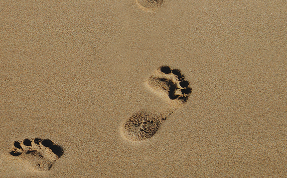 Bare footprints on a sandy beach, indicating a peaceful walk along the shore.