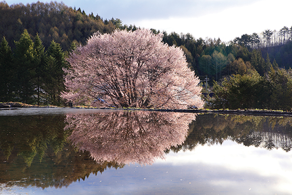 Cherry blossom tree reflected in a serene pond, surrounded by lush greenery and a forested hillside in the background.