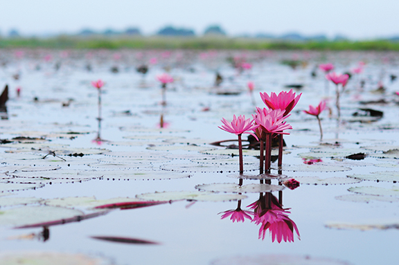 Pink water lilies blooming on a calm lake, surrounded by lily pads under a clear blue sky.