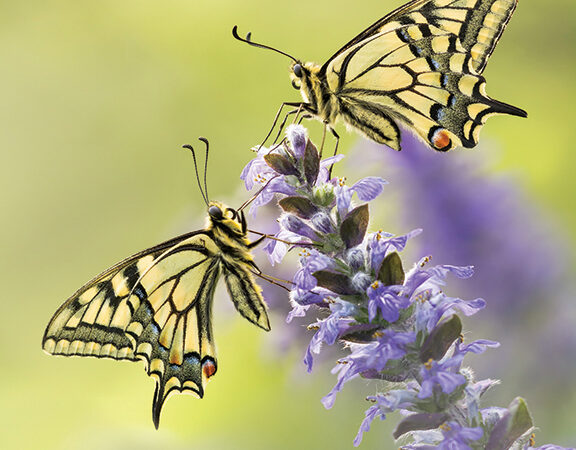 Two colorful butterflies perched on purple flowers against a soft green background.