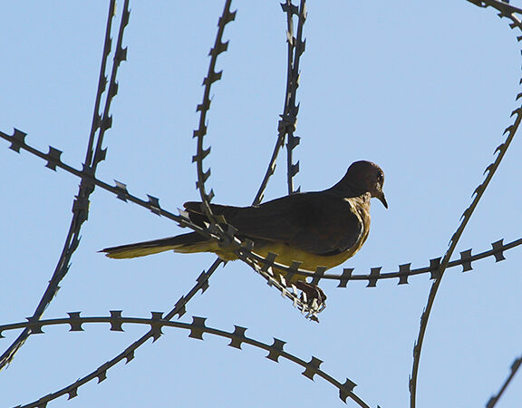 Bird perched on barbed wire against clear blue sky.