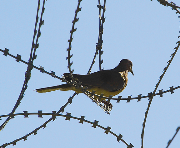 Bird perched on barbed wire against clear blue sky.