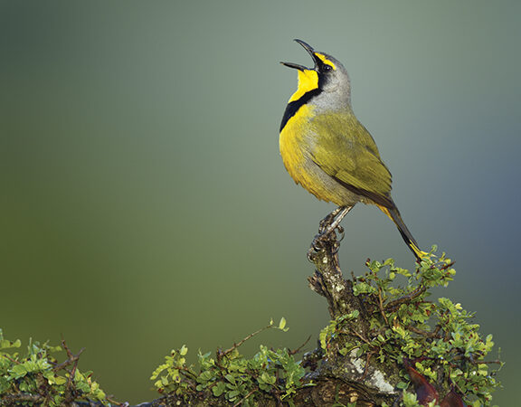 Yellow and gray bird singing on a leafy branch against a blurred green background.
