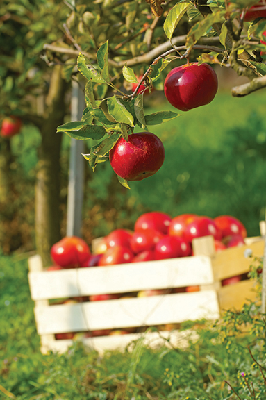 Fresh red apples on a tree, with a wooden crate filled with apples in a sunny orchard.
