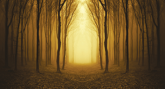 Misty forest with tall, bare trees and a glowing golden light in the background, creating a serene and mystical atmosphere.
