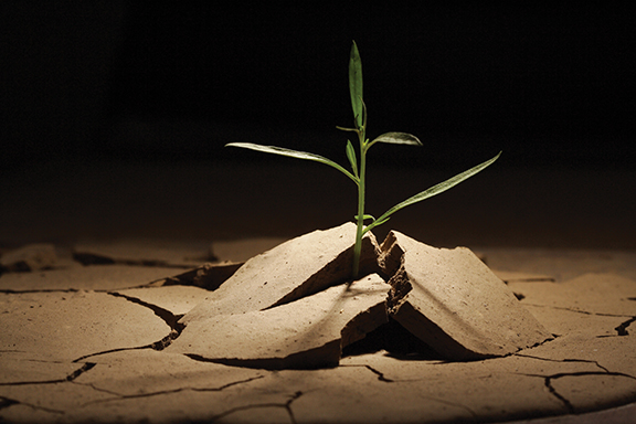 Young plant sprouting from cracked dry soil, symbolizing resilience and hope in harsh conditions.
