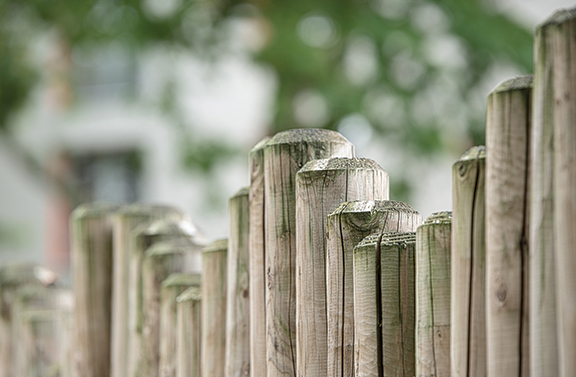 Blurred background behind a row of weathered wooden posts, creating a natural outdoor setting.