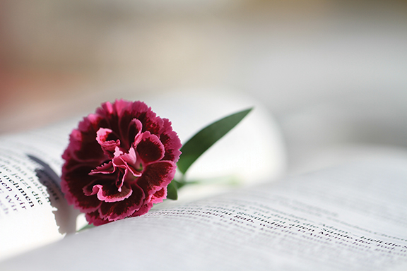 Red carnation lies on an open book, symbolizing the beauty of nature and literature.