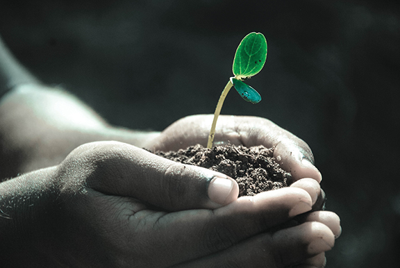 Hands holding soil with a small green plant sprout, symbolizing growth and sustainability.