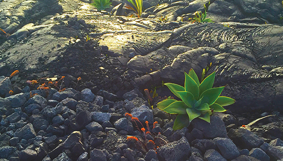Succulent plant growing on volcanic rocks, symbolizing resilience and survival in harsh lava landscape.