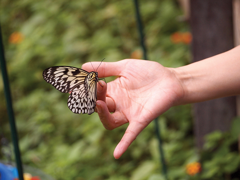 Hand gently holding a delicate butterfly in a garden setting.