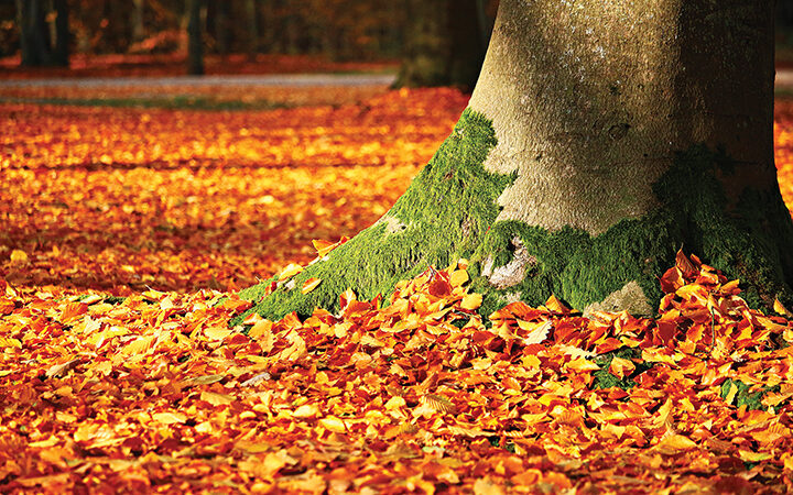 Tree trunk surrounded by vibrant autumn leaves and lush moss, set in a sunlit forest landscape.