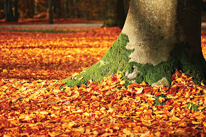 Tree trunk surrounded by vibrant autumn leaves and lush moss, set in a sunlit forest landscape.