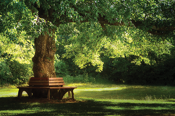 A wooden bench encircles a large leafy tree in a sunlit park, casting peaceful shadows on the grassy ground.