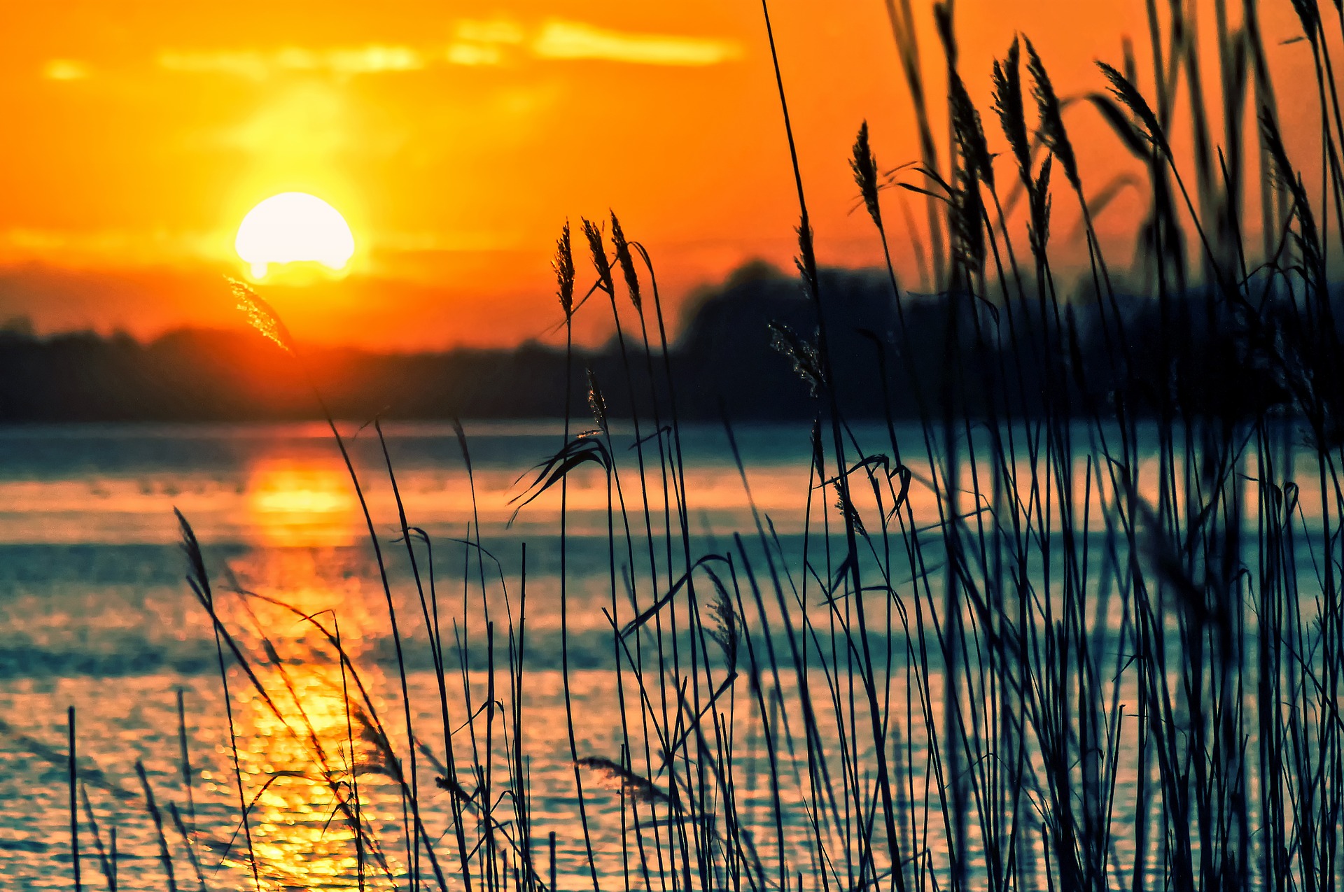 Sunset over serene lake with silhouetted reeds in foreground, showcasing vibrant orange and blue hues.