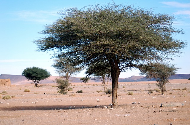 Lonely acacia tree in a vast desert landscape under a clear blue sky.