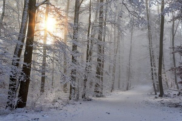 A serene winter forest scene with sun rays shining through snow-covered trees along a snowy path.