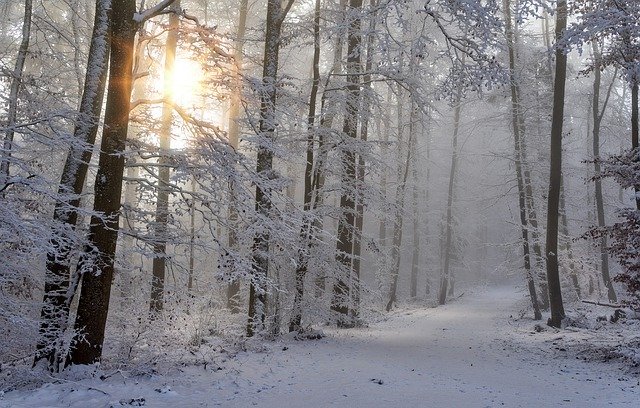 A serene winter forest scene with sun rays shining through snow-covered trees along a snowy path.