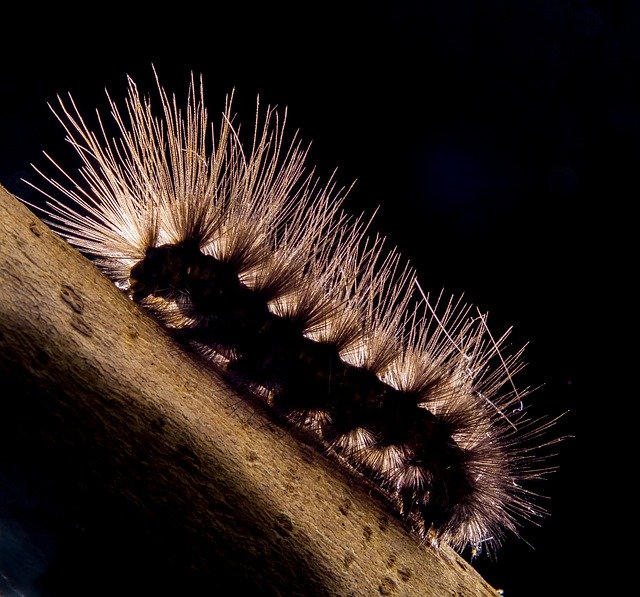 Close-up of a spiky caterpillar on a branch, illuminated dramatically against a dark background.
