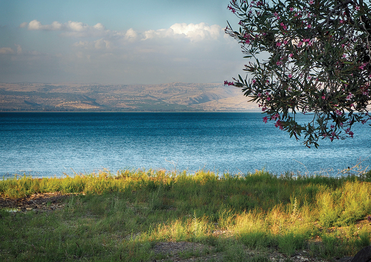 Serene lake view with distant hills and a bush with pink flowers in the foreground under a blue sky.