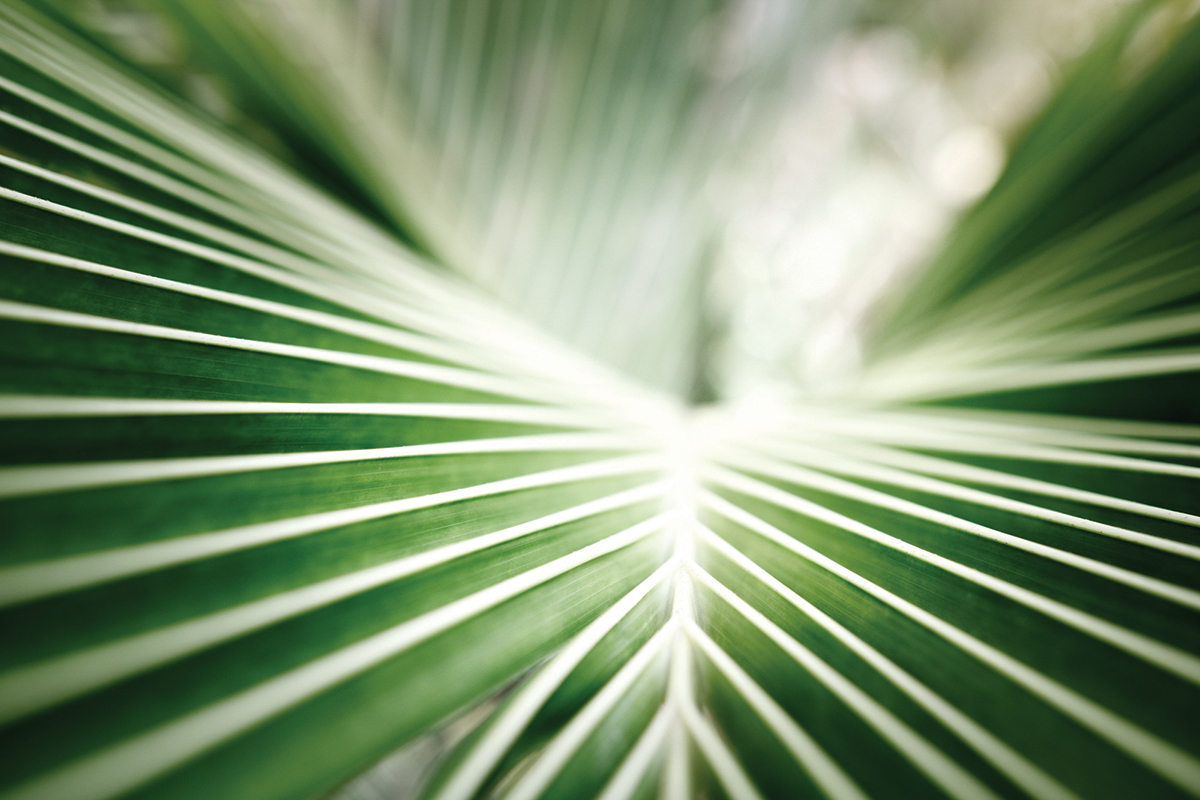 Close-up of green palm leaves showcasing natural symmetry and vibrant textures.