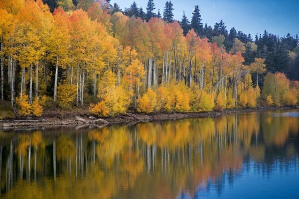 Autumn trees with vibrant foliage reflecting on a calm lake, under a clear blue sky.