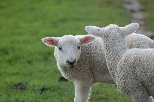 Two fluffy lambs standing on green grass in a meadow, facing each other in a serene pastoral setting.