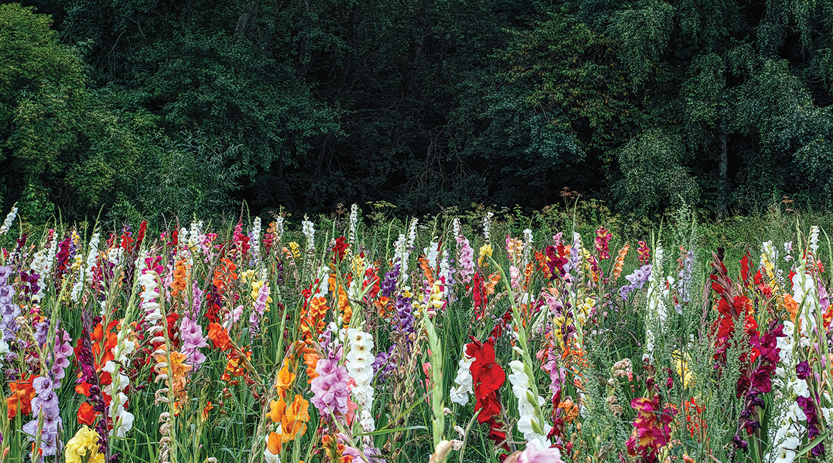 Vibrant gladiolus flowers bloom in a colorful field against a backdrop of lush green trees.