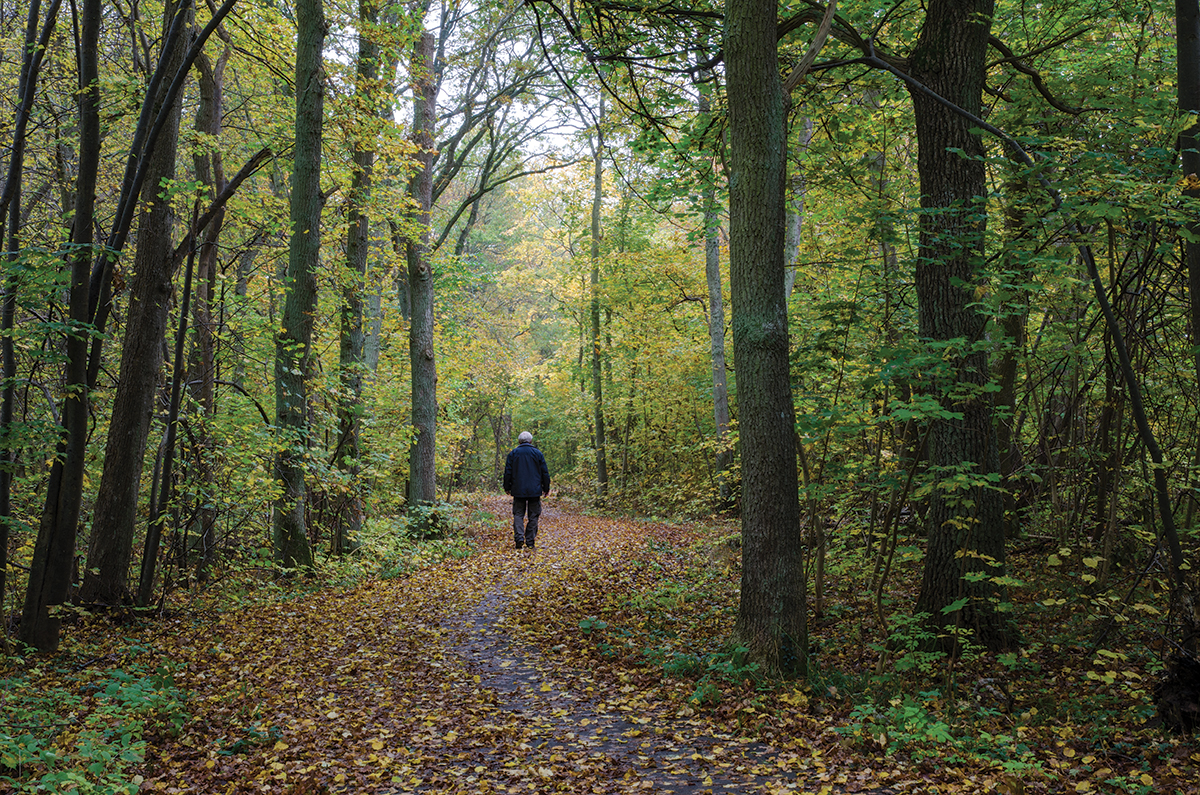 Person walking on a leaf-covered forest path surrounded by tall trees and autumn foliage.