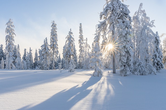 Winter forest with snow-covered trees and sunlight peeking through, casting long shadows on pristine snow.