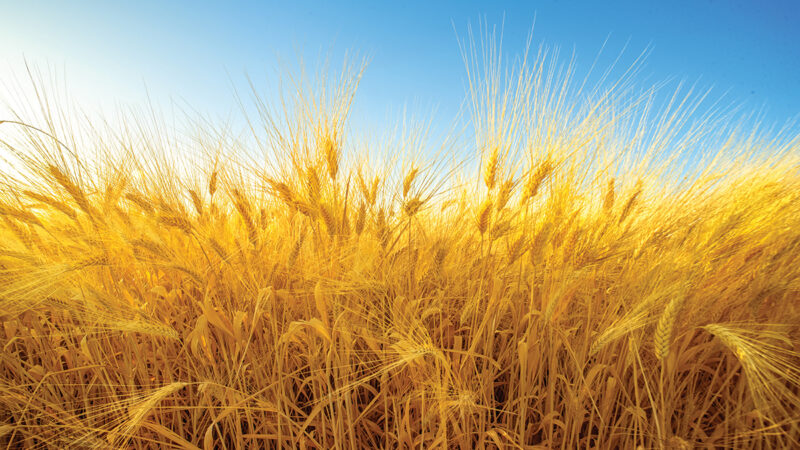 Golden wheat field under a clear blue sky, symbolizing agriculture and harvest.