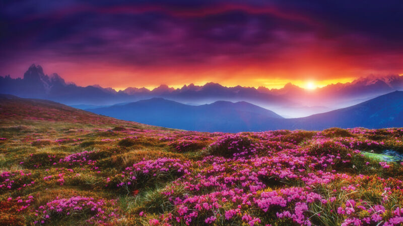 Stunning mountain sunset over vibrant pink wildflowers with dramatic colorful sky.