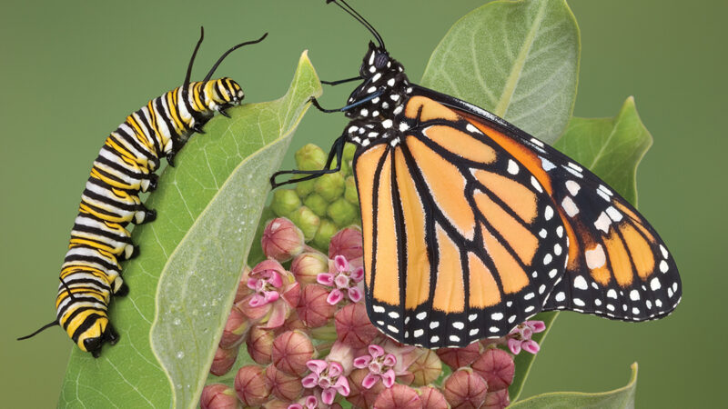 Monarch and caterpillar on milkweed plant