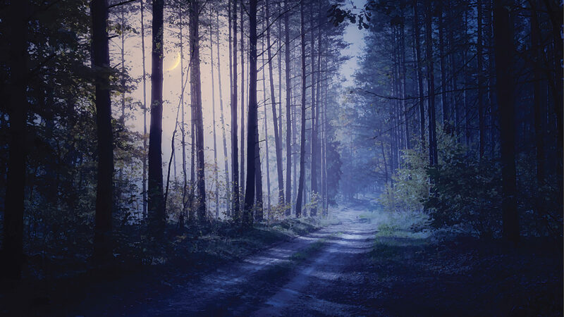 road through the night forest
