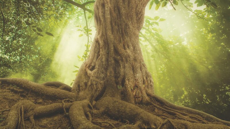 big tree roots and sunbeam in a green forest