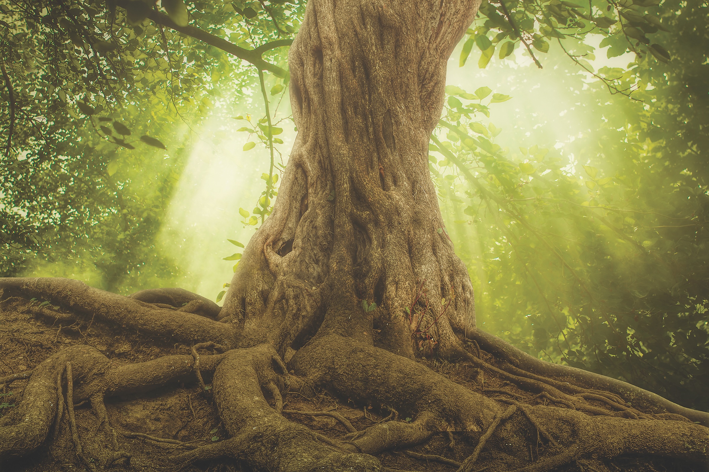 big tree roots and sunbeam in a green forest