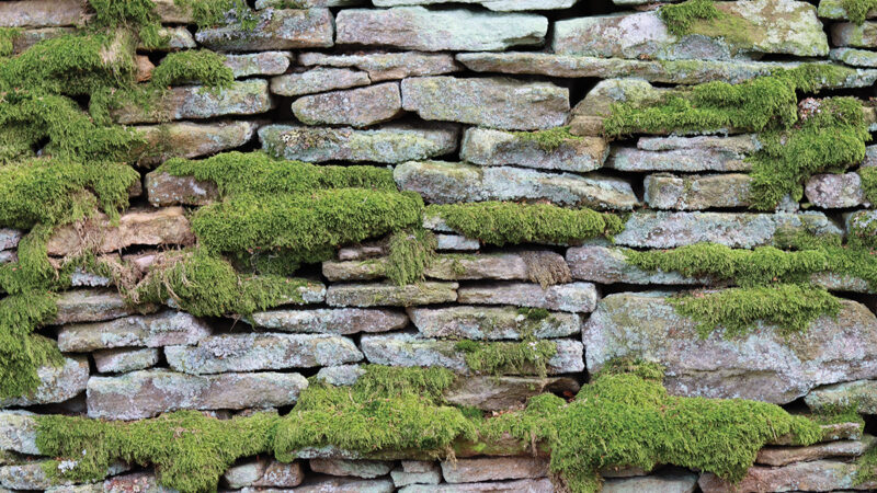 Old dry stone wall covered in moss and lichen