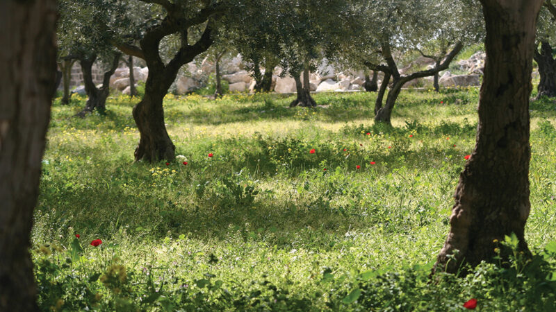 iStock p8 139861260 SteveAH